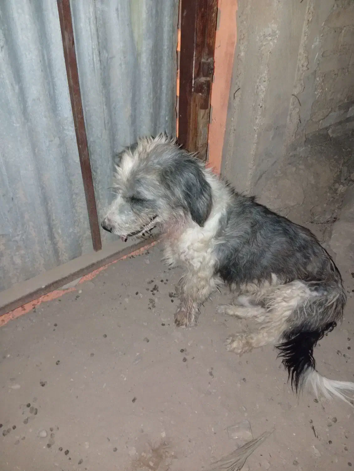 سگ نر بسیار عاقل و باهوش واکسن زده حرف گوش کن|سگ|شوشتر, |دیوار