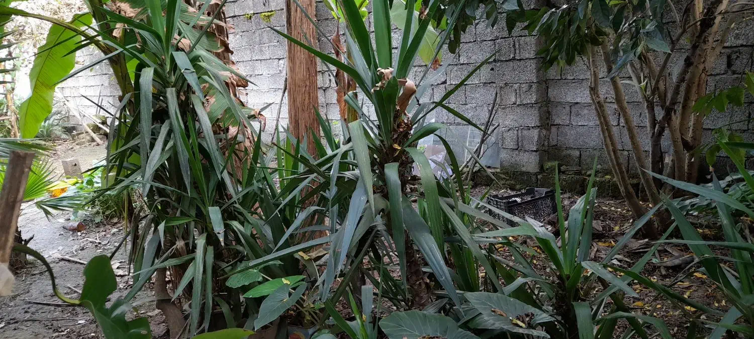 گیاه یوکا|گل و گیاه طبیعی|لاهیجان, خالو باغ|دیوار