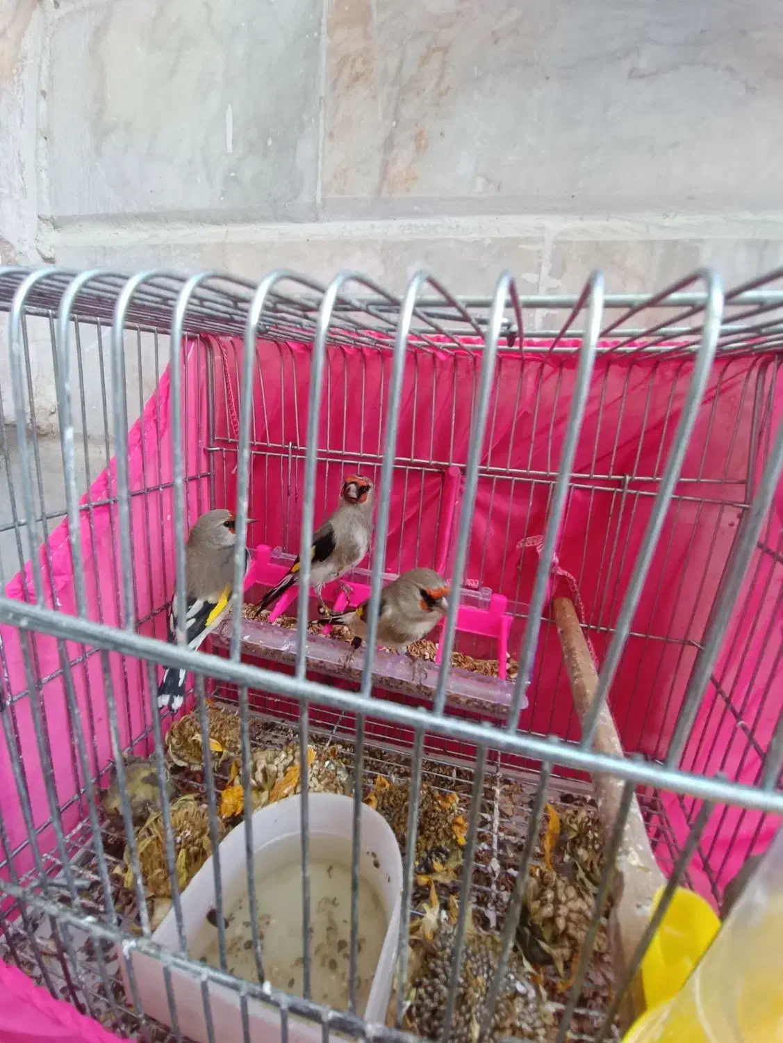 سهره نر کرمونی|پرنده|تربت‌حیدریه, قائم|دیوار