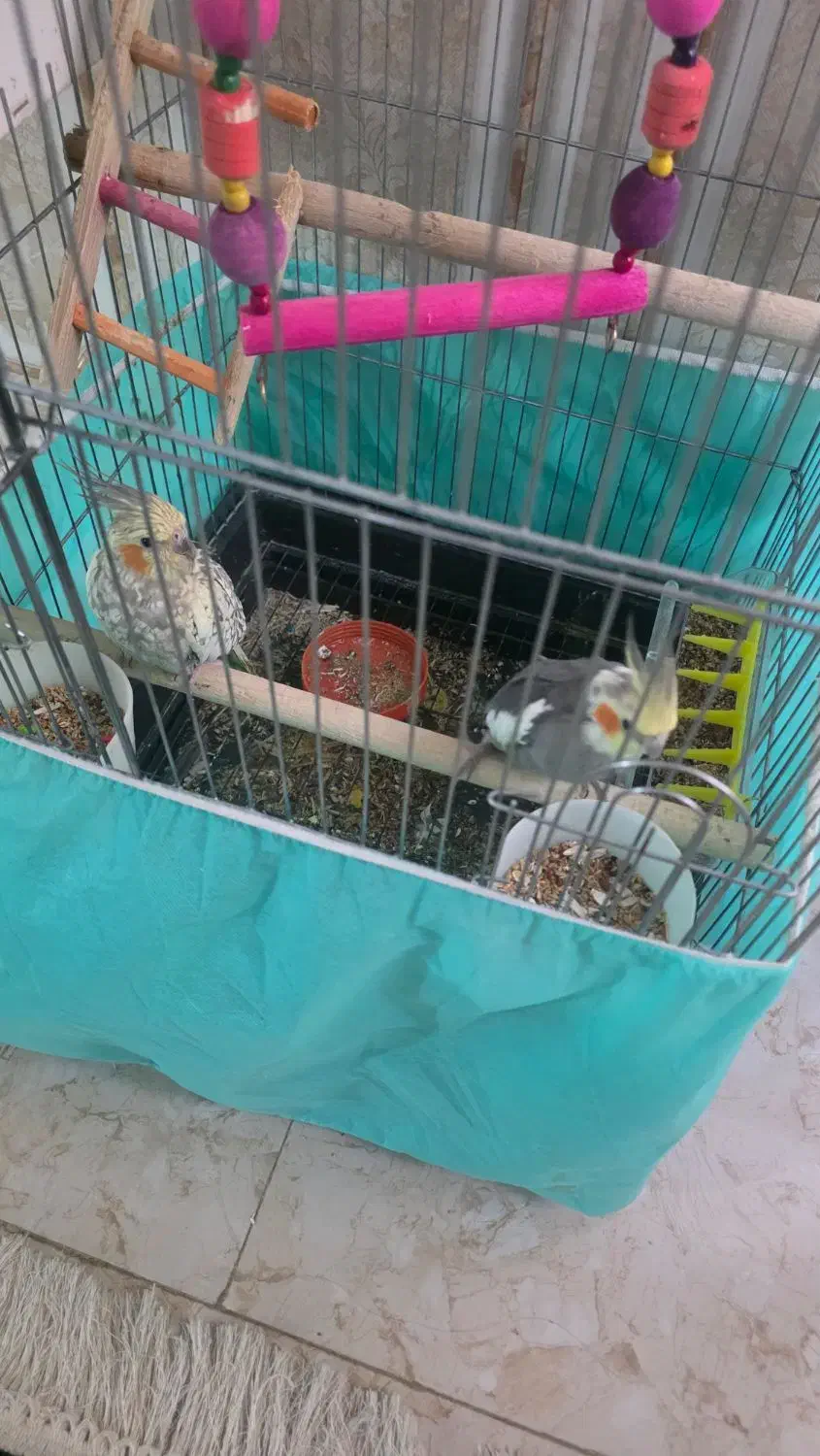 عروس هلندی فروشی|پرنده|الیگودرز, |دیوار