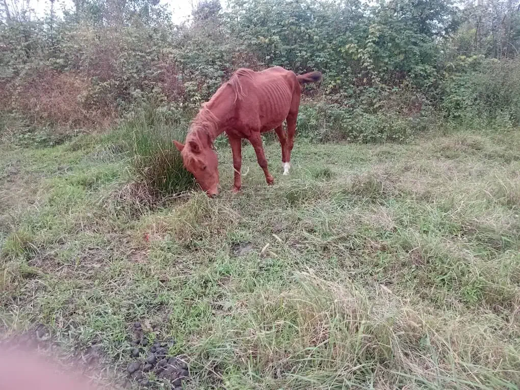 فروش یک راس مادیان به همراه کر اسب .نژاد کرد|اسب و تجهیزات اسب‌سواری|شفت, |دیوار