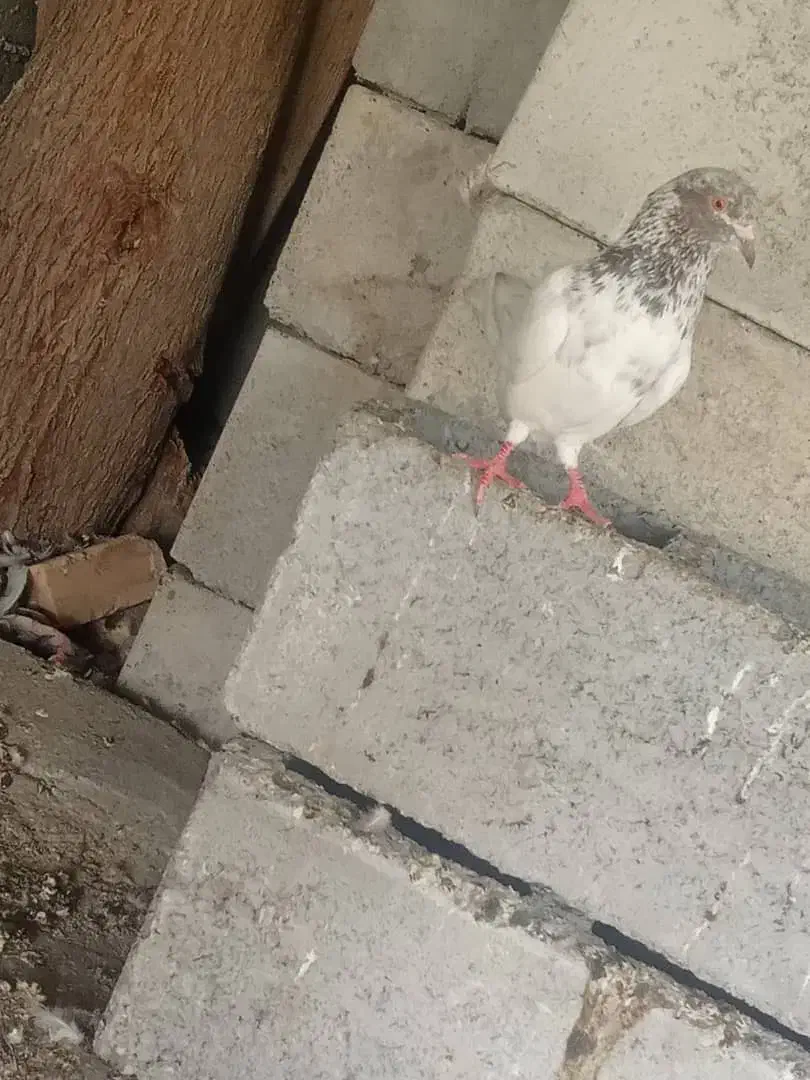 کفتر|پرنده|میناب, |دیوار