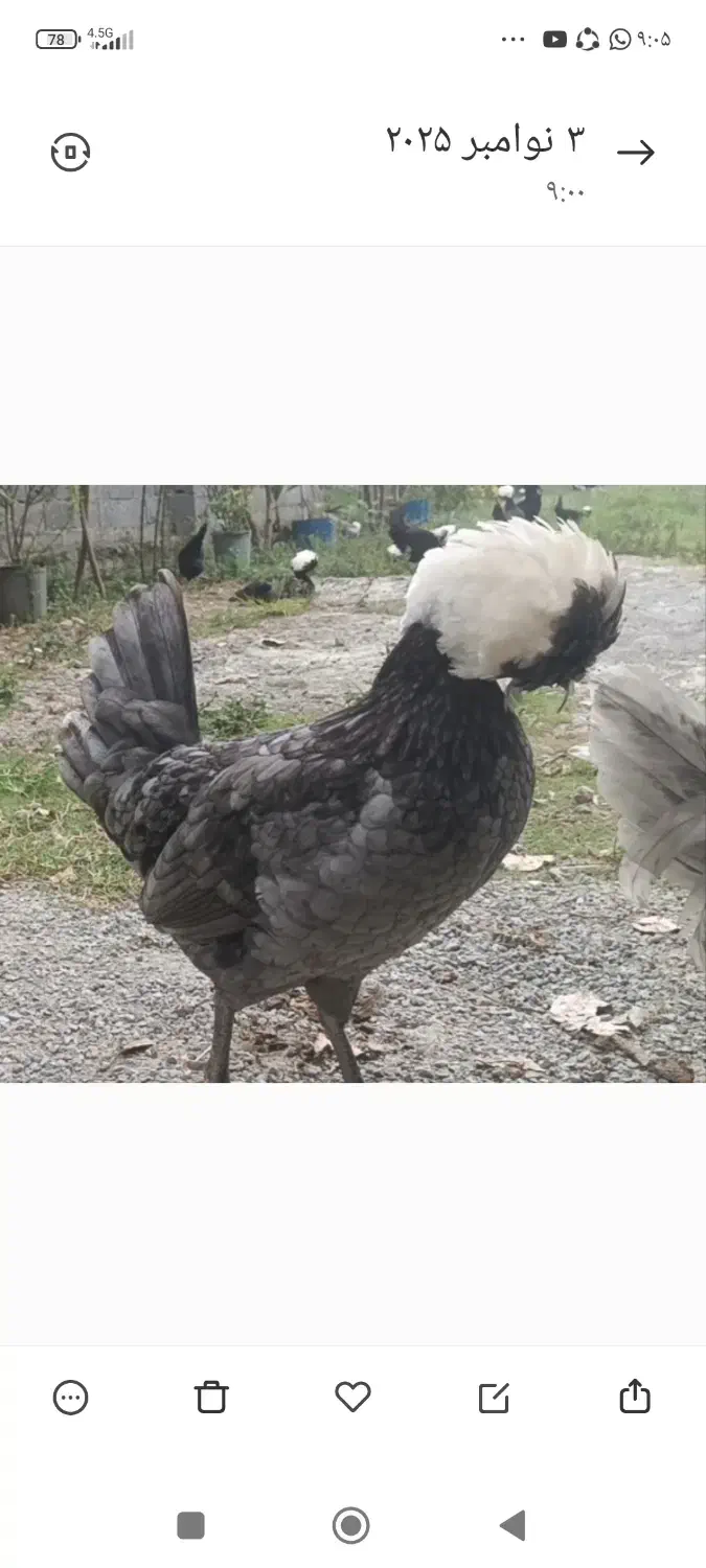 مرغ و خروس لهستانی|حیوانات مزرعه|امامزاده عبدالله, |دیوار