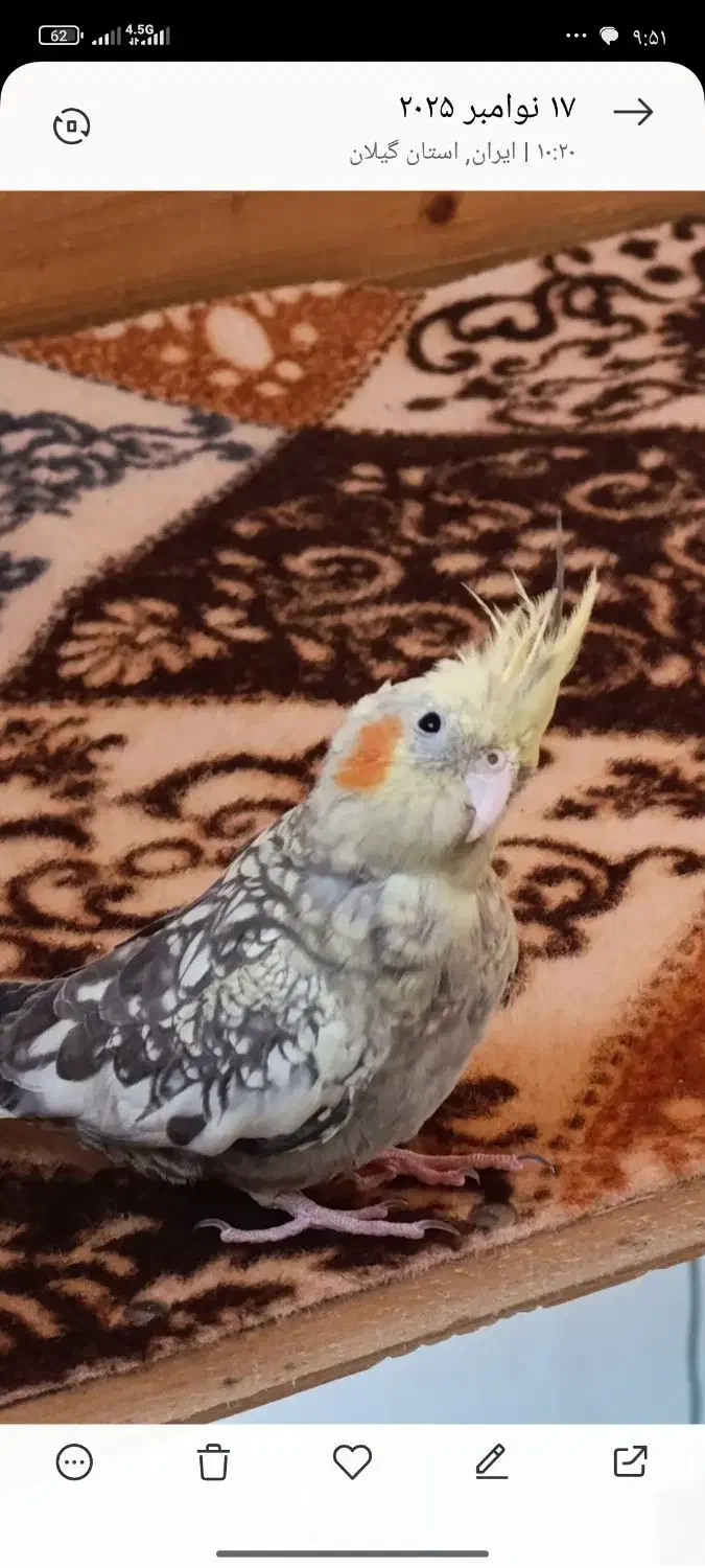 عروس هلندی|پرنده|لاهیجان, گلستان|دیوار