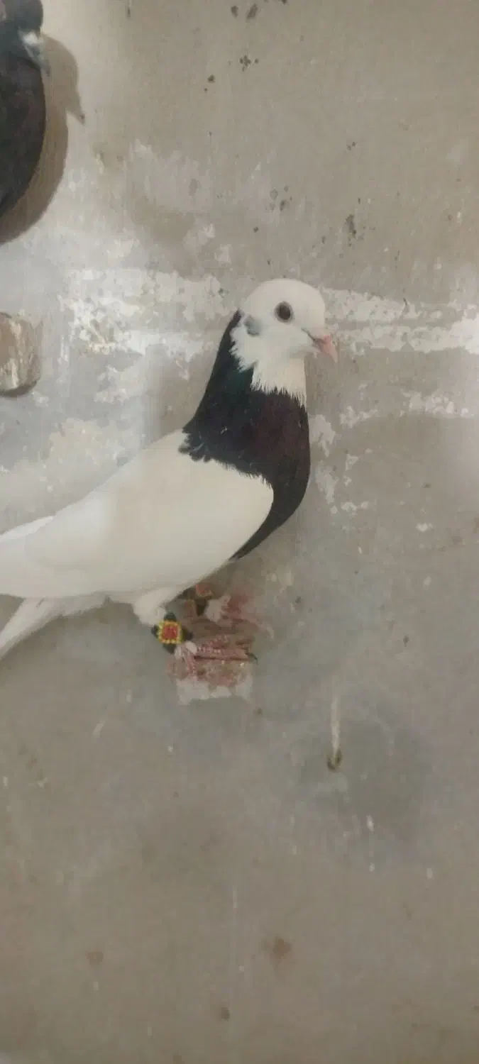 کفتر طوقی|پرنده|زرند, |دیوار