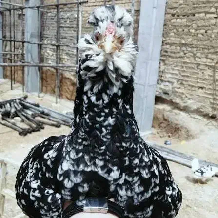 تخم مرغ گلین لری اصل|حیوانات مزرعه|مشهد, دانشجو|دیوار