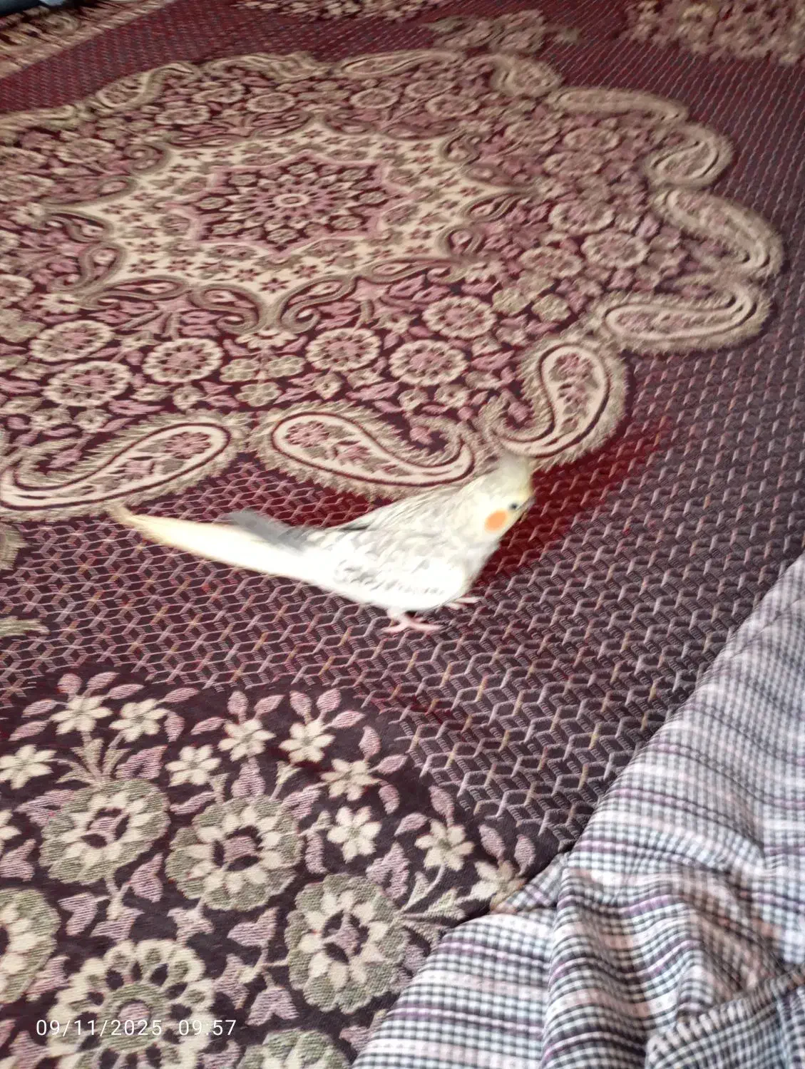 ماده عروس هلندی|پرنده|اسفراین, |دیوار