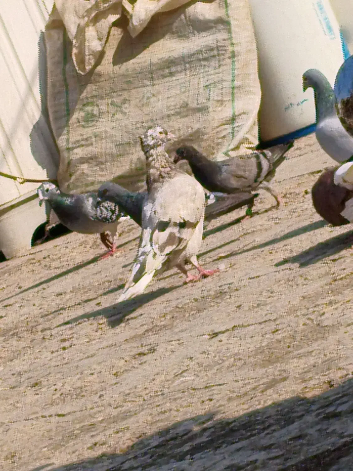 کبوتر دم سفید|پرنده|سوسنگرد, |دیوار