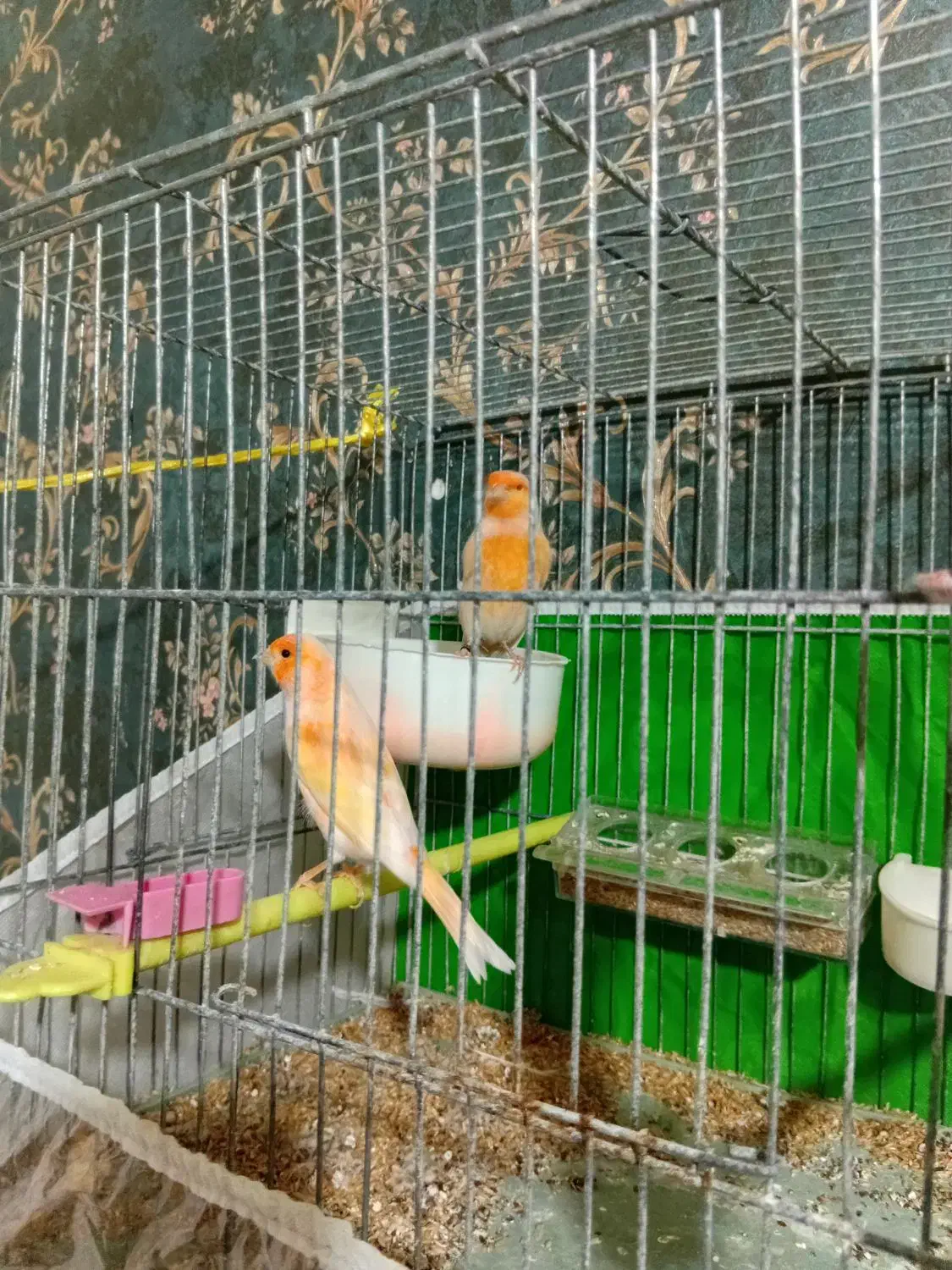 ۴جفت قناری|پرنده|باسمنج, |دیوار