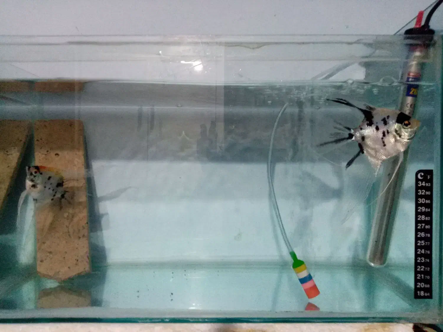 آنجل مولد|ماهی|تربت‌حیدریه, باغ سلطانی|دیوار