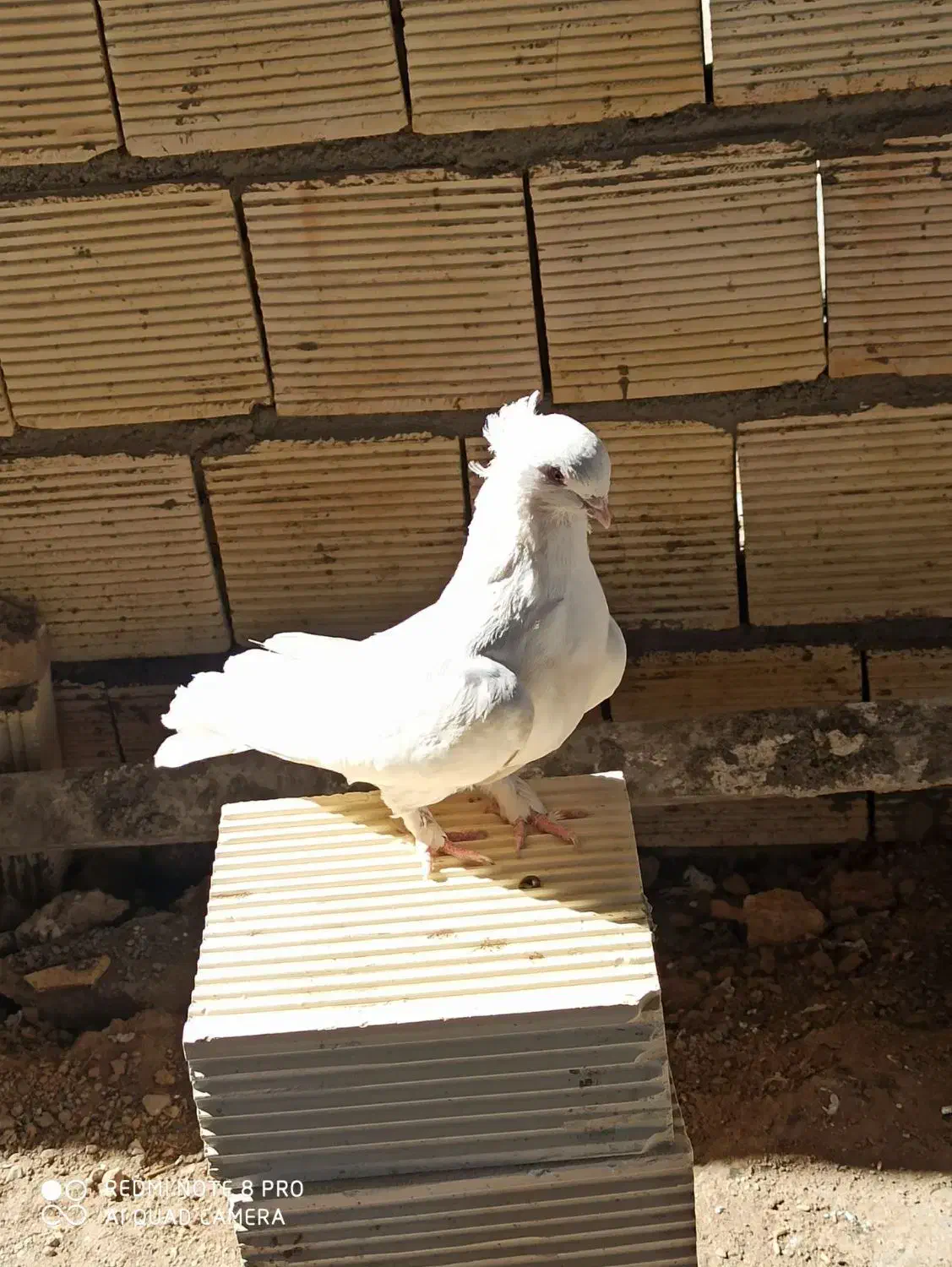 دو جفت کبوتر درشت و کشیده هوایی|پرنده|الیگودرز, |دیوار