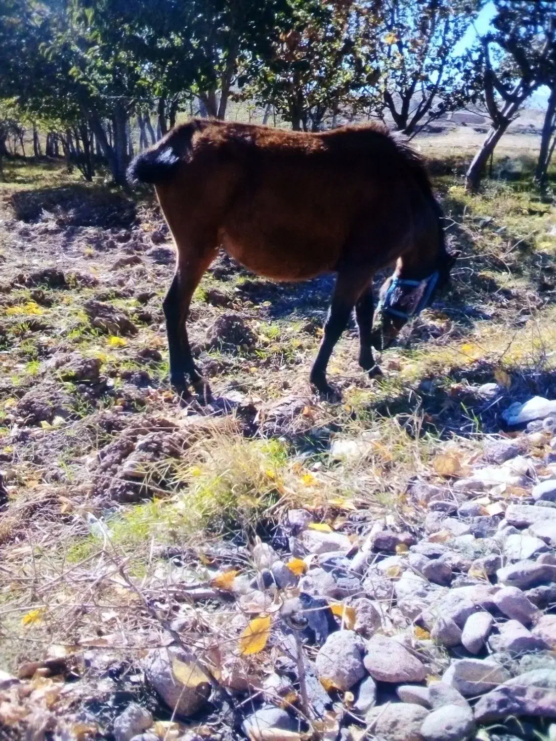 اسب|اسب و تجهیزات اسب‌سواری|اردبیل, |دیوار