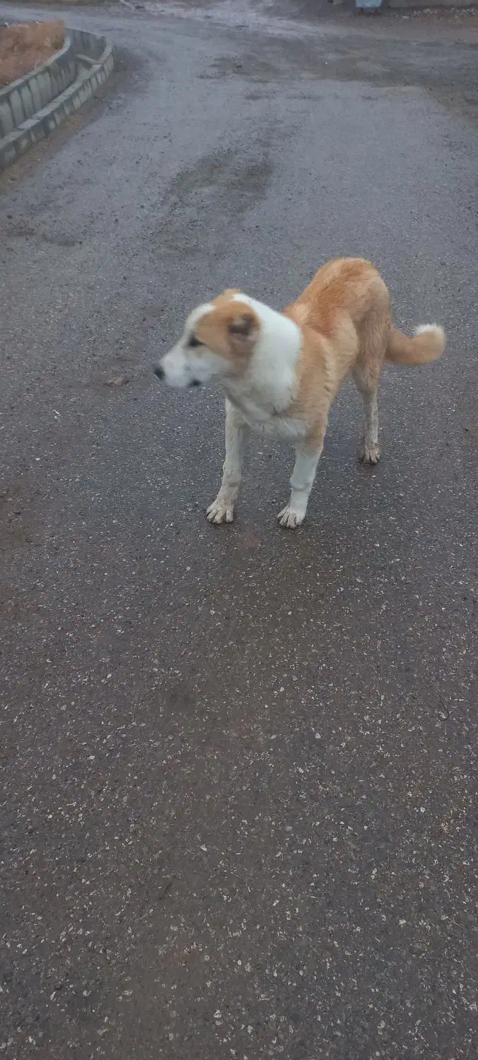 توله سگ|سگ|آبگرم, |دیوار