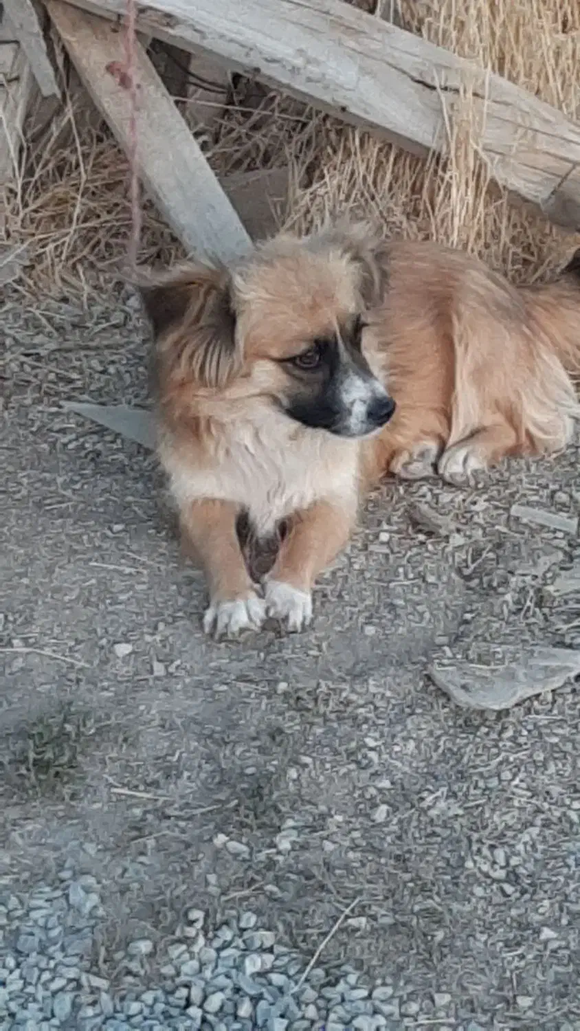 سگ پاکوتا خانگی|سگ|سنندج, |دیوار