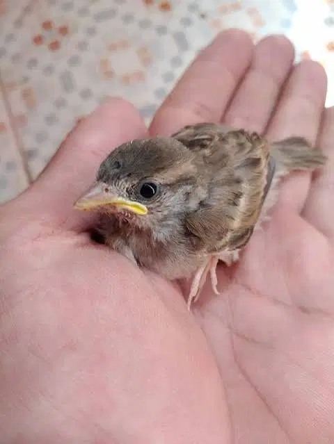جوجه|پرنده|ساوه, |دیوار