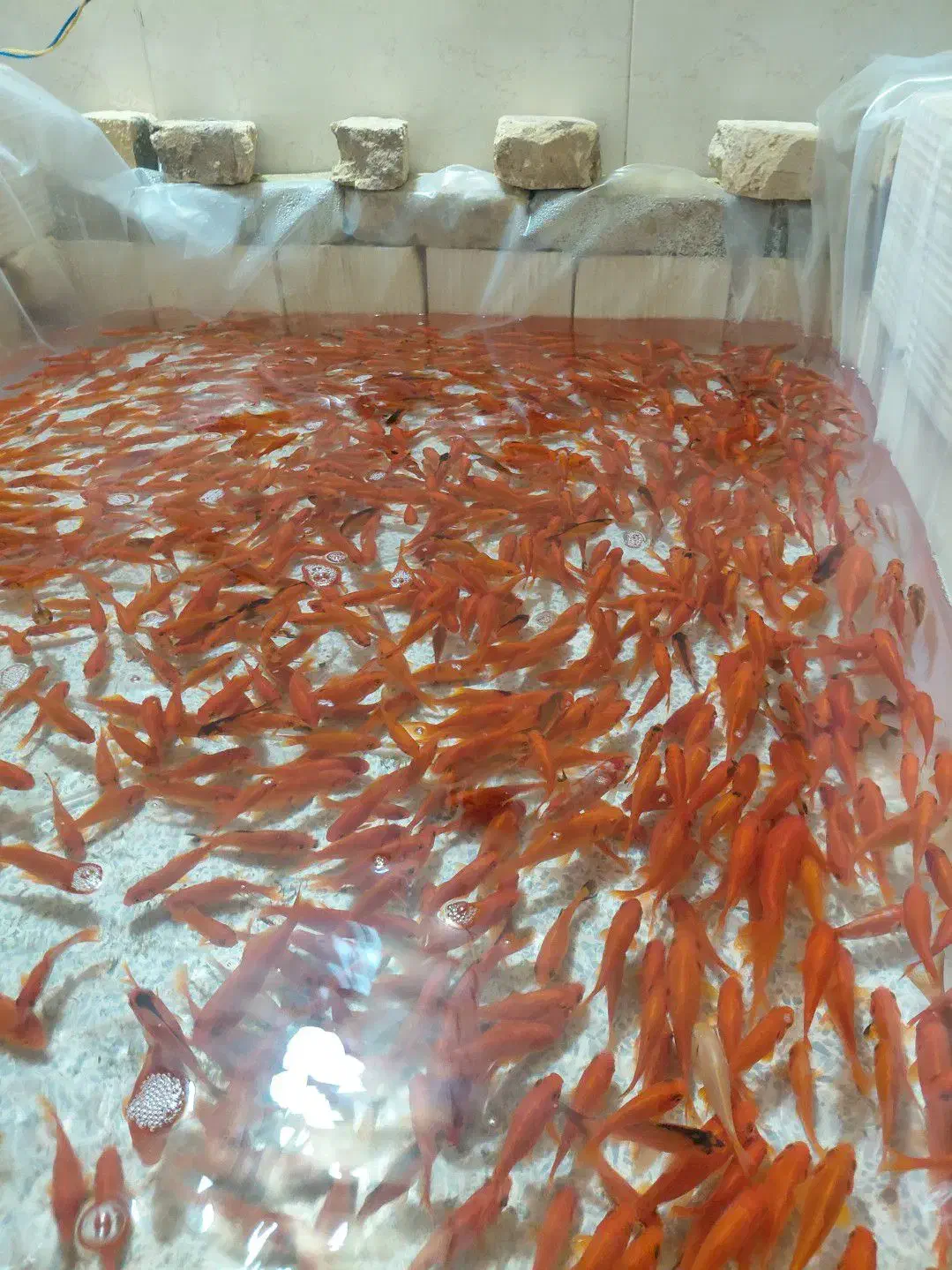 ماهی قرمز|ماهی|یزد, |دیوار