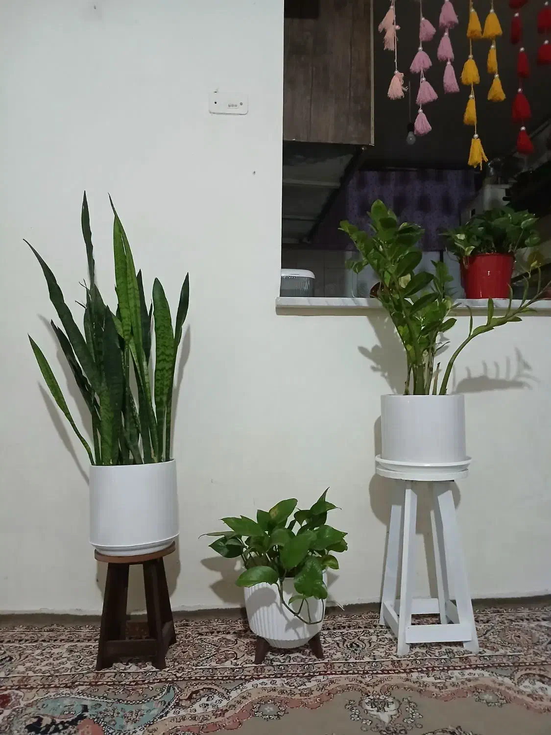 گل وپایه|گل و گیاه طبیعی|نهبندان, |دیوار