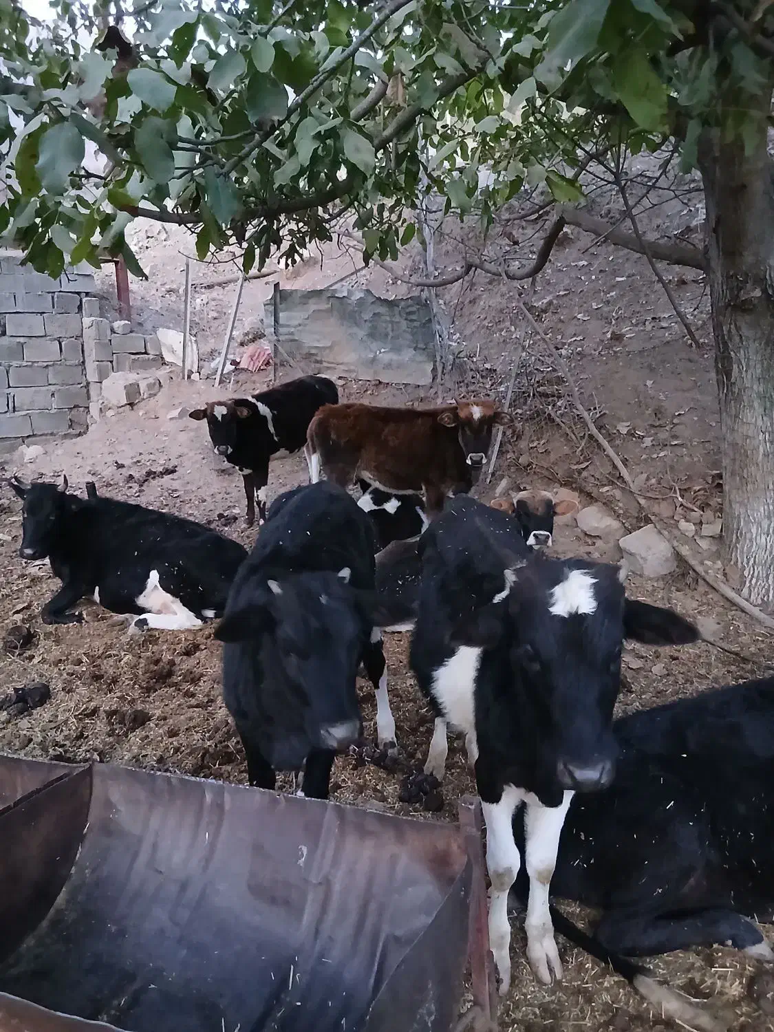 گوساله|حیوانات مزرعه|رودبار, |دیوار