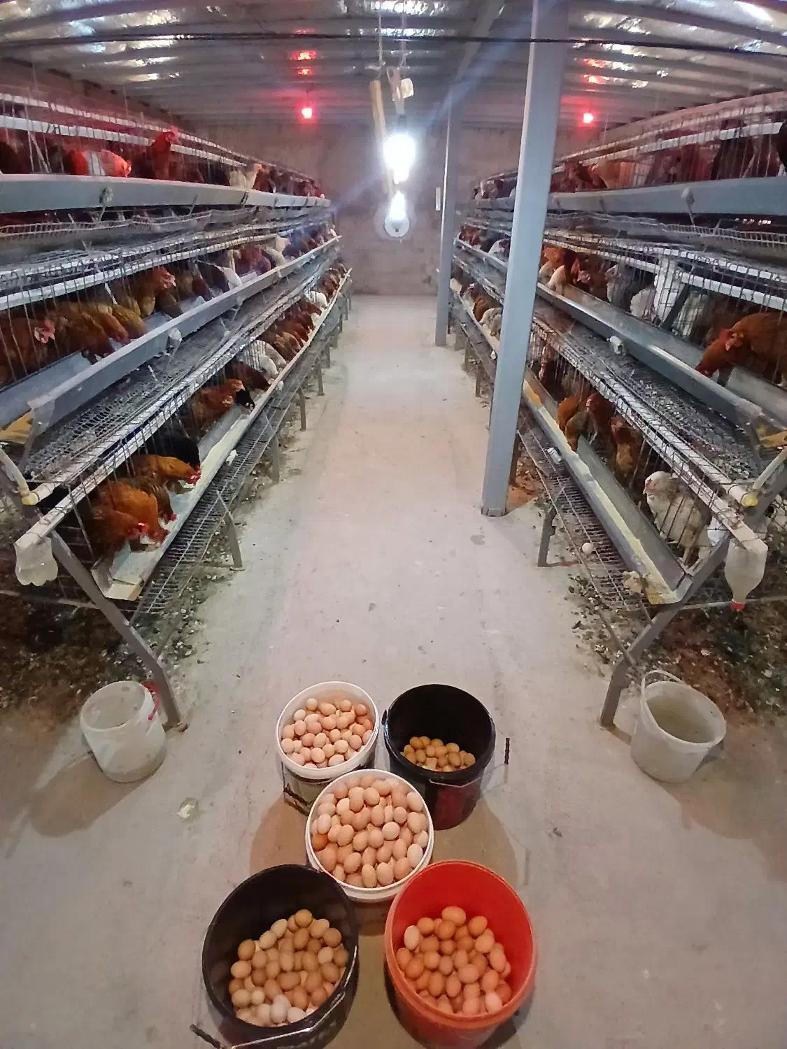 تخم مرغ محلی(رسمی) تازه و به روز از درب مرغداری|خوردنی و آشامیدنی|تهران, شهرک غرب|دیوار