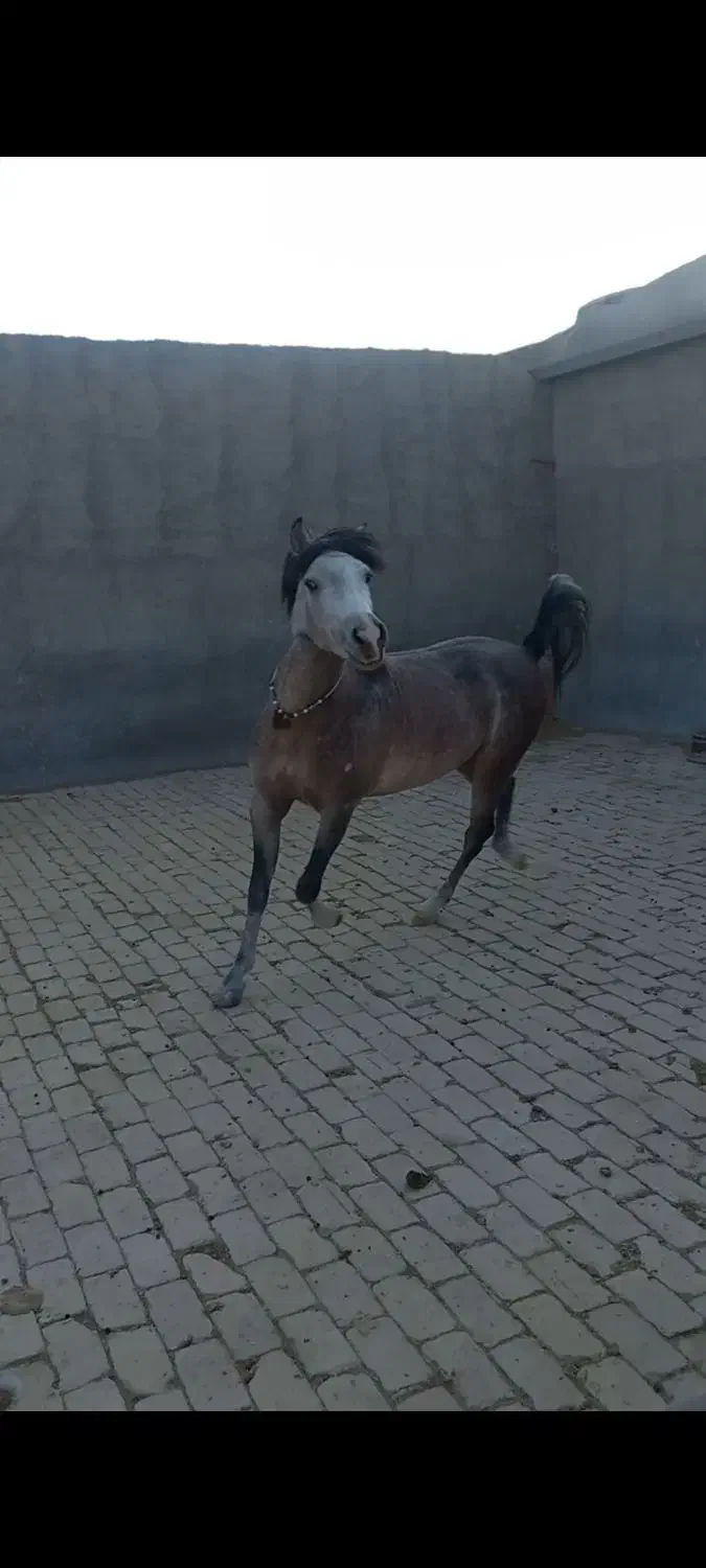 کره اسب نریان|اسب و تجهیزات اسبسواری|سلفچگان, |دیوار