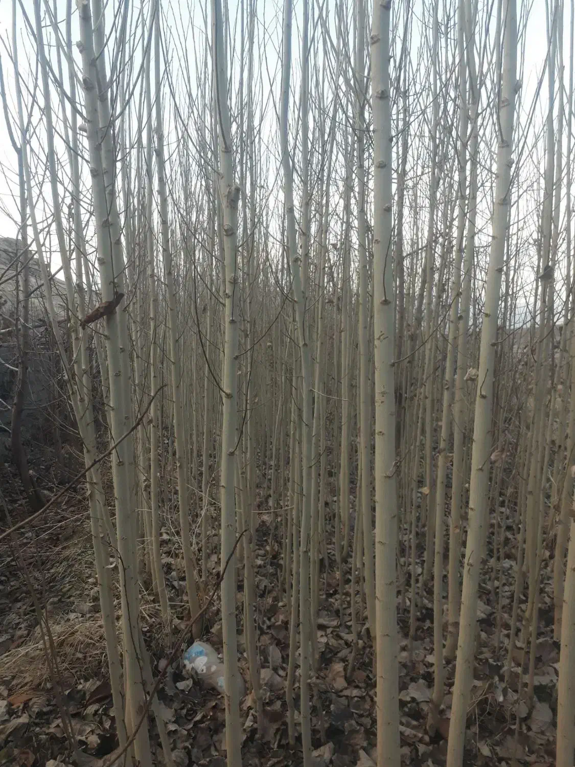 نهال صنوبر|گل و گیاه طبیعی|خوی, |دیوار