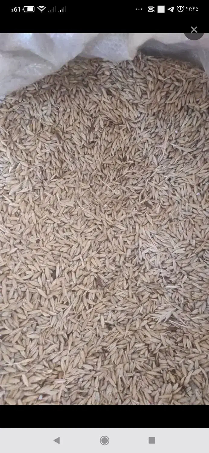 جو کردی دیم|حیوانات مزرعه|ایلام, |دیوار