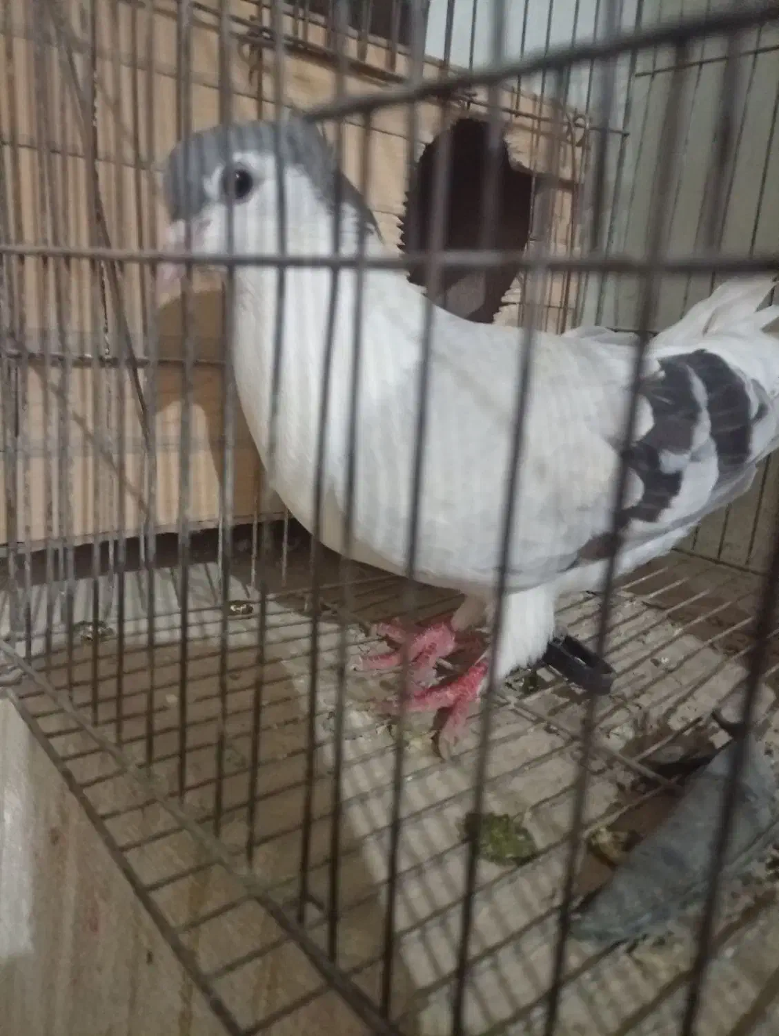 پرنده کبوتر|پرنده|سراوان, |دیوار