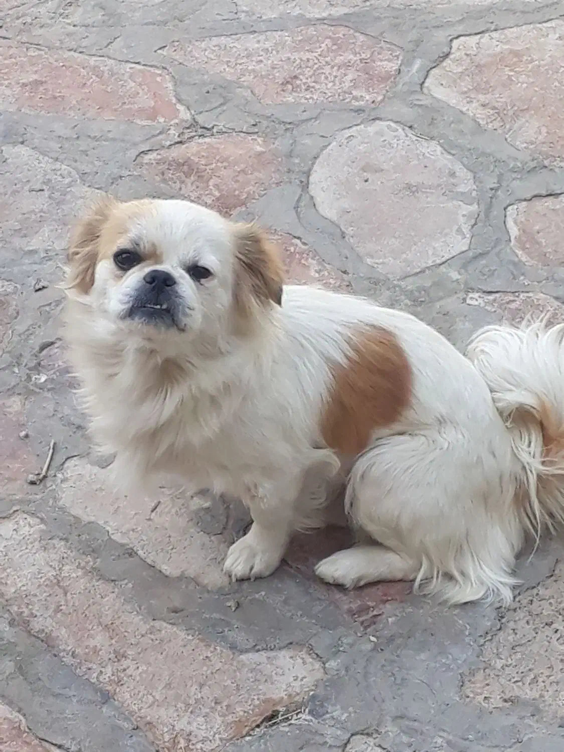 سگ نژاد شیتزو|سگ|طرقبه, |دیوار