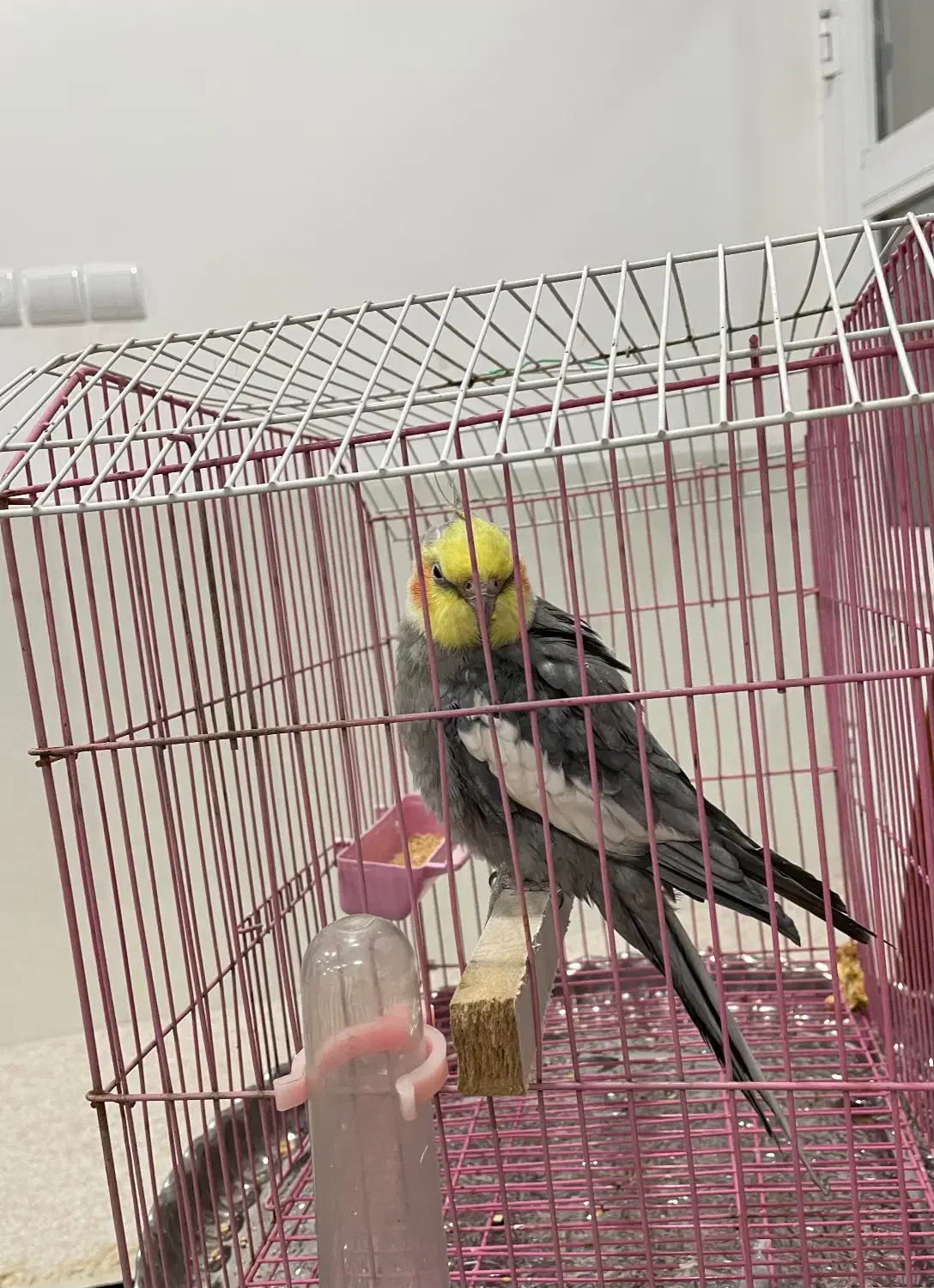 پرنده فروشی|پرنده|گرمه, |دیوار