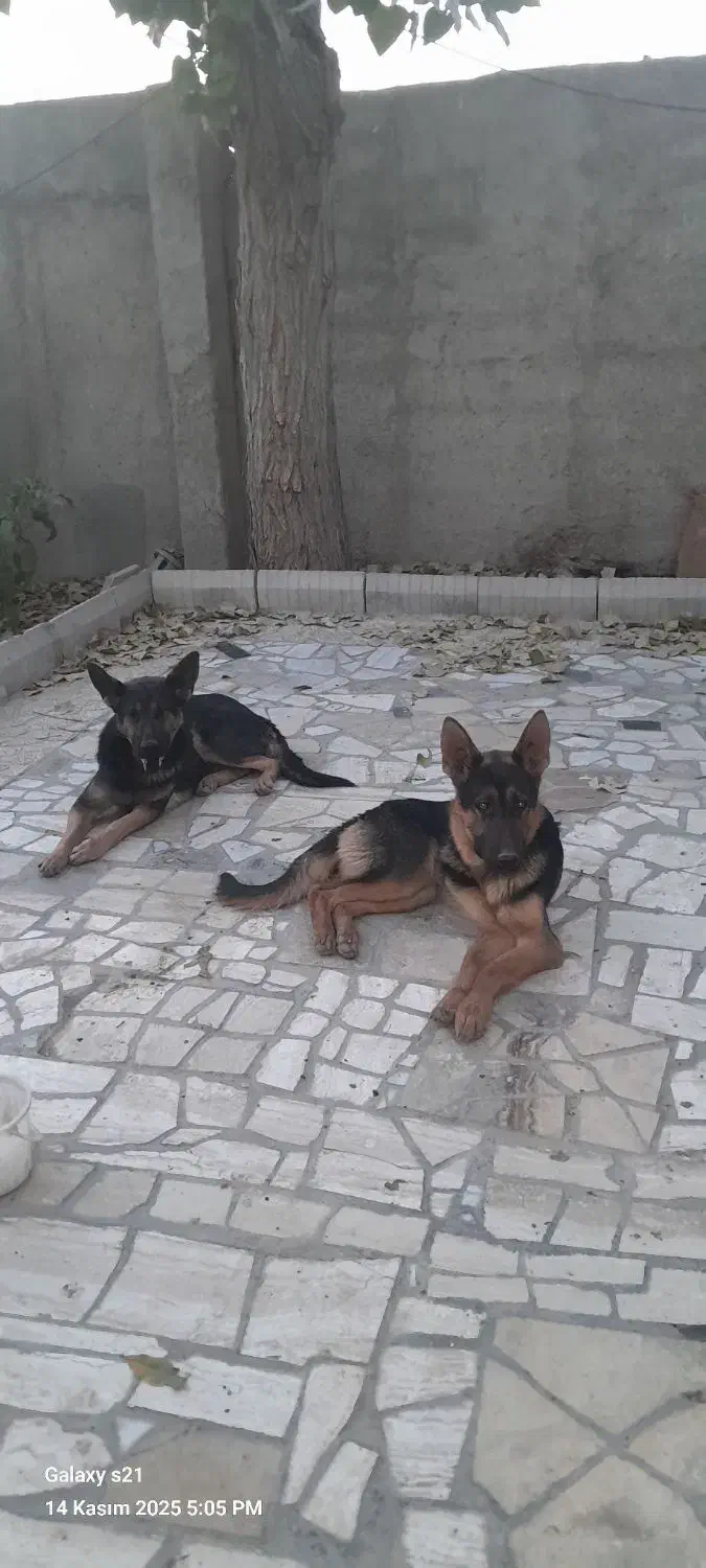 سگ ژرمن بلک و شپرد. واگذاری|سگ|کرج, فاز ۳ گوهردشت|دیوار