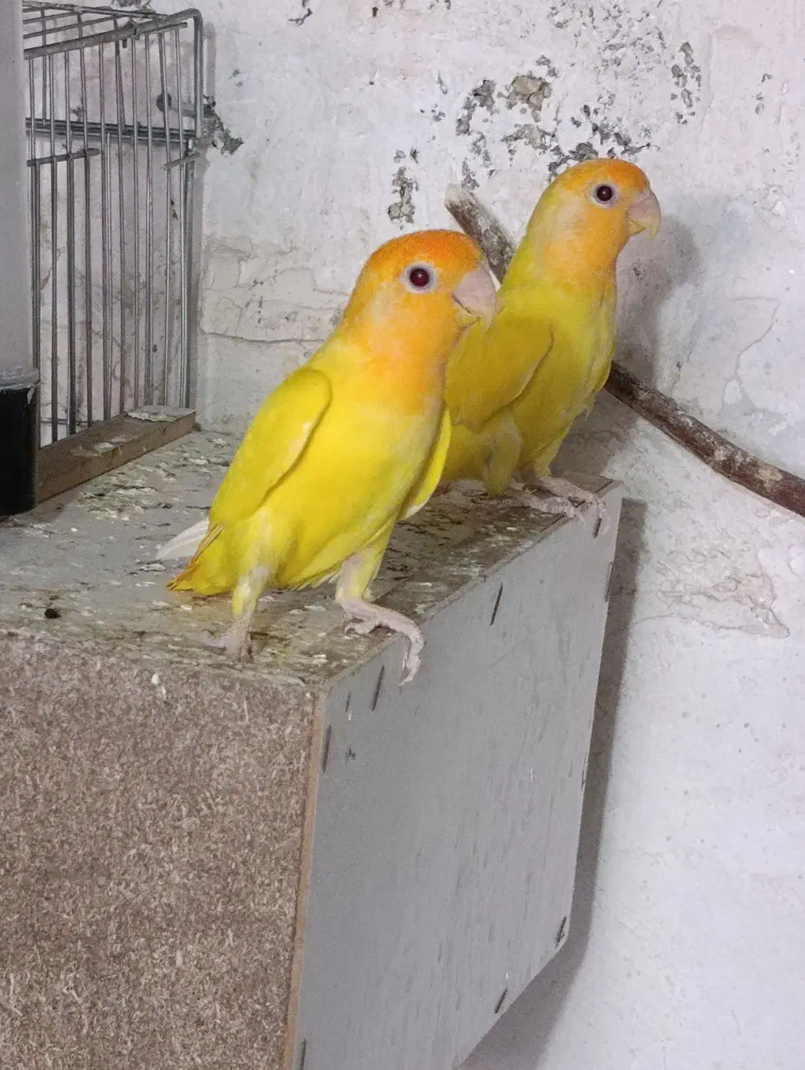 دو عدد اوپال کله نارنجی|پرنده|بندر کنگان, |دیوار