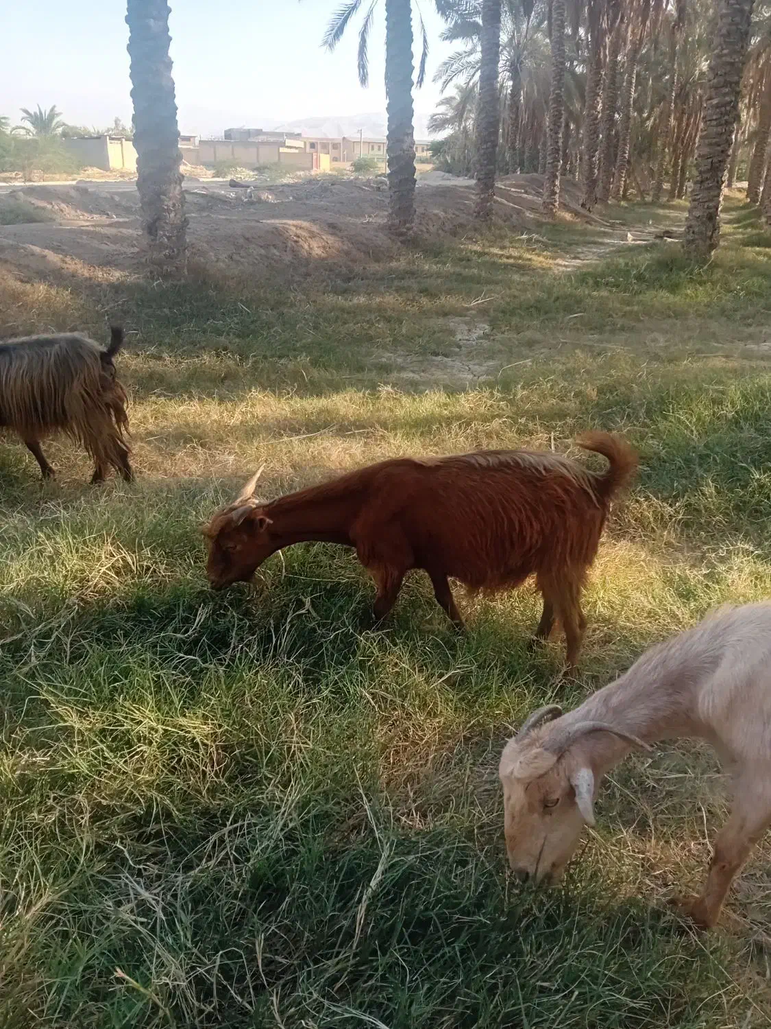 یک بز ابستن|حیوانات مزرعه|اهرم, |دیوار