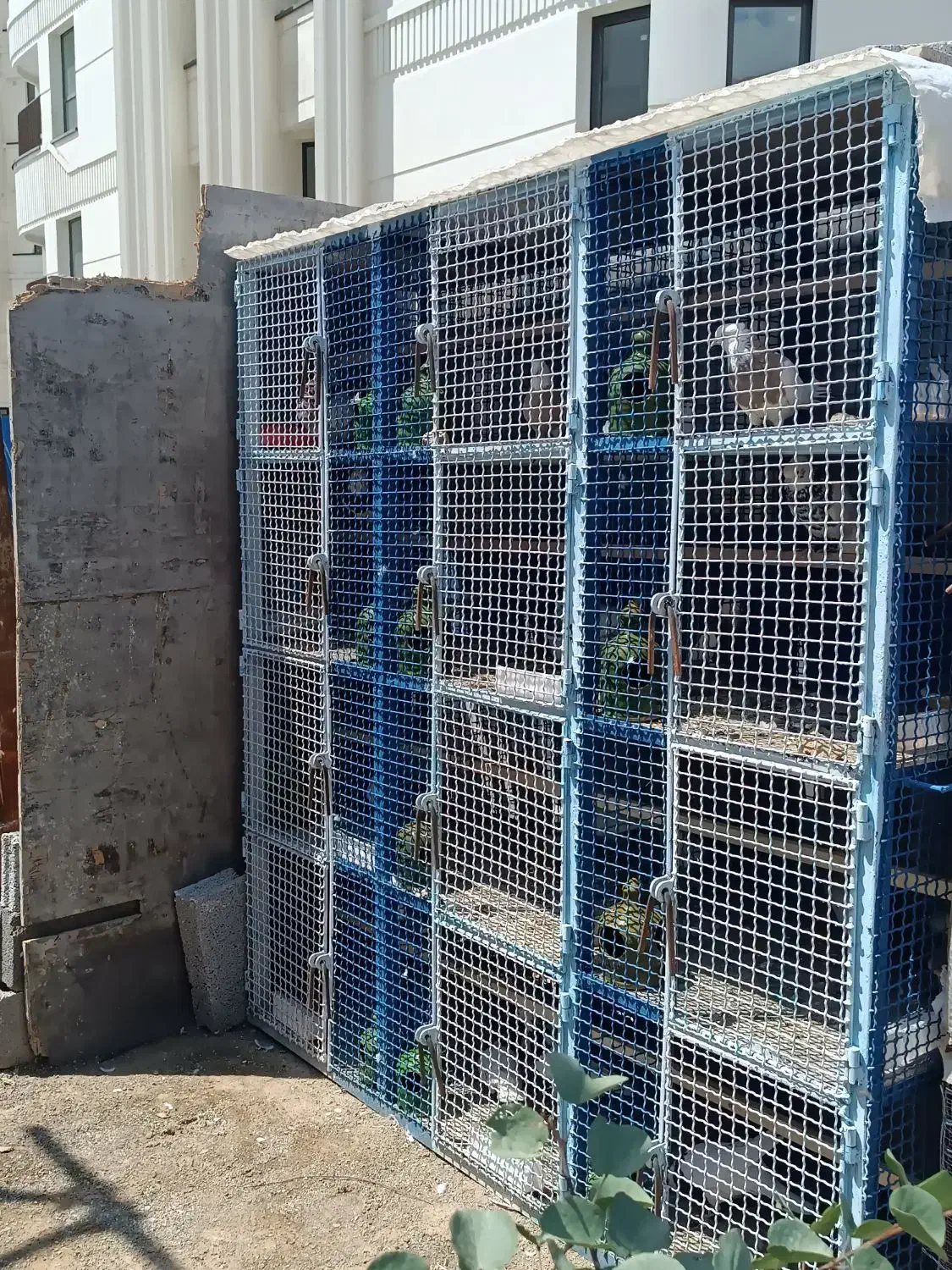 گنجه قفس جفت کن کبوتر کفترطوقی|لوازم جانبی حیوانات|تهران, مروارید شهر|دیوار