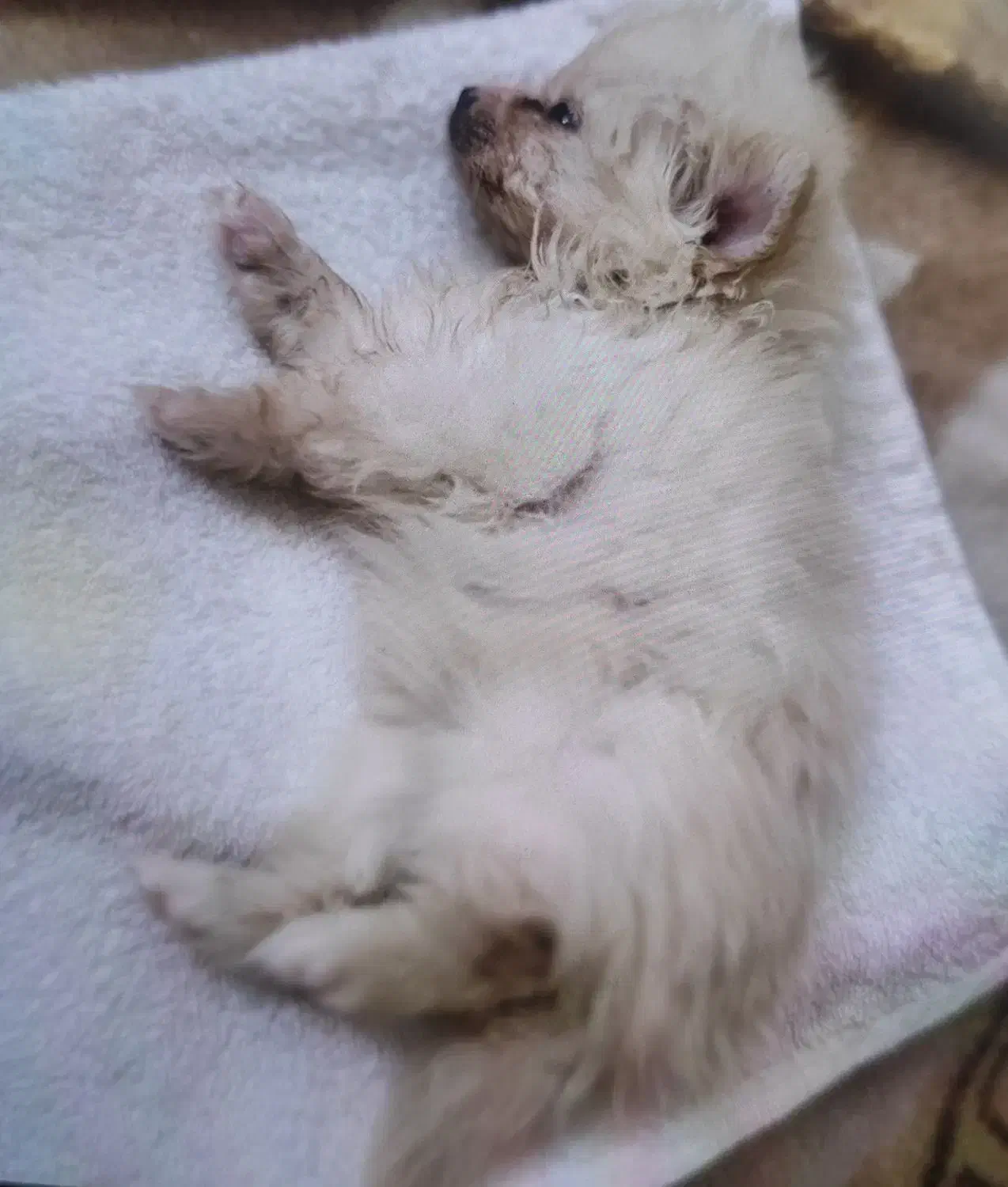 پامرخرسی|سگ|تبریز, |دیوار