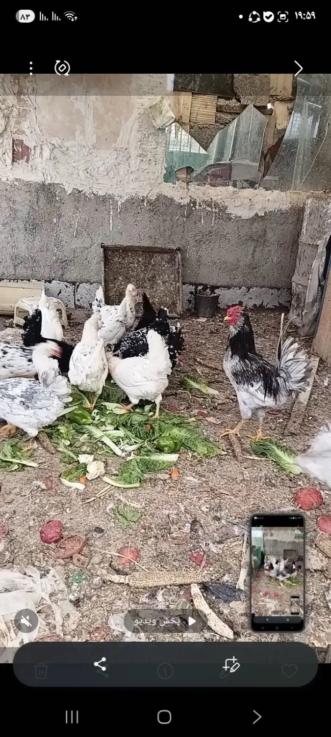 گلین اصل|حیوانات مزرعه|مشکین‌دشت, |دیوار