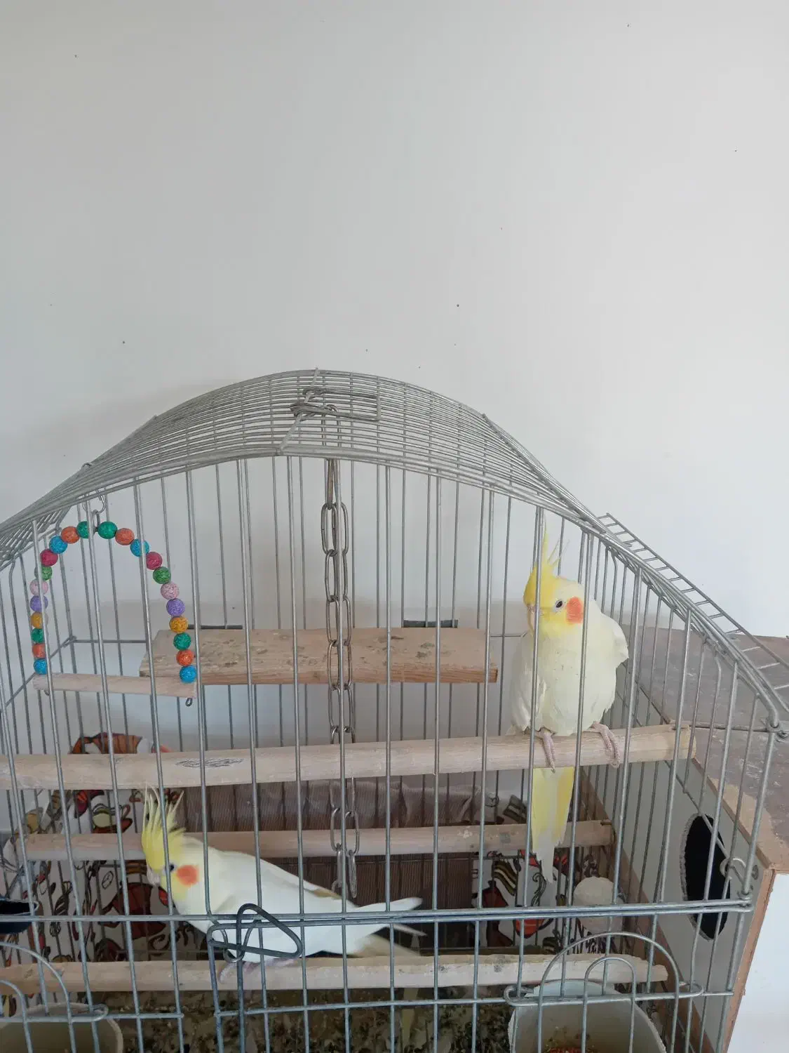 عروس هلندی|پرنده|بسطام, |دیوار