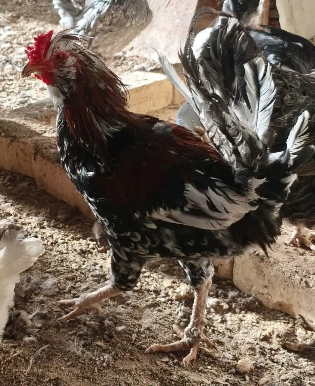 خروس گلین|حیوانات مزرعه|قم, وادی السلام|دیوار