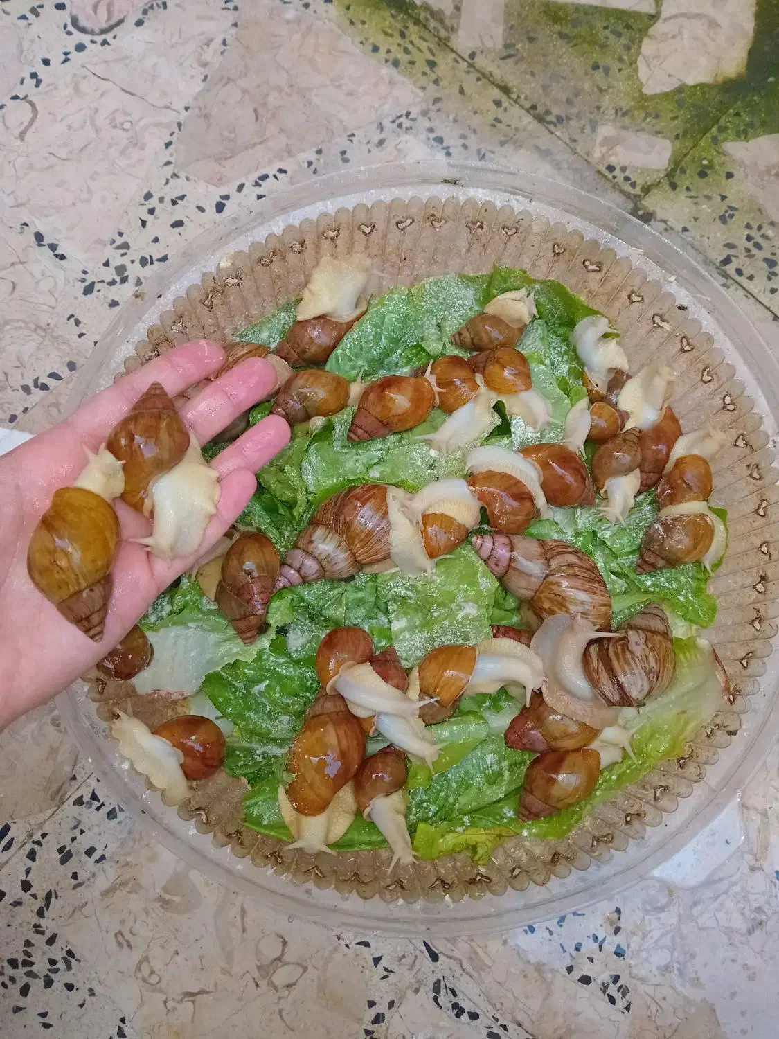 حلزون آچاتینا آلبینو برای حلزونتراپی و تقویت پوست|خزنده|رشت, اسماعیل آباد|دیوار