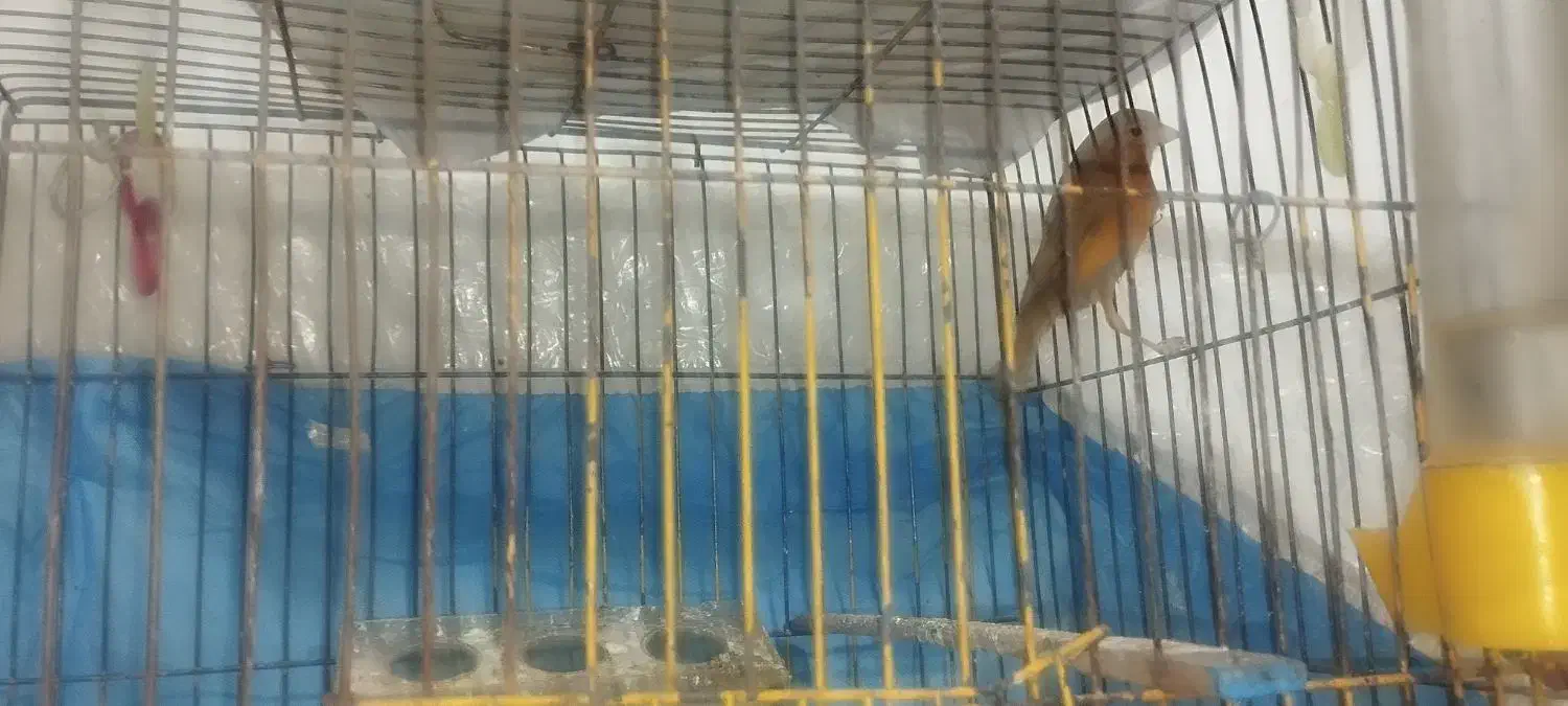 پرنده|پرنده|سیرجان, |دیوار