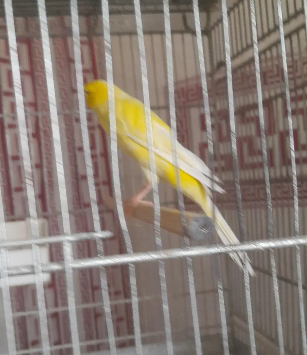 قناری نررسمی بلندمست|پرنده|شاهینشهر, نبوت|دیوار