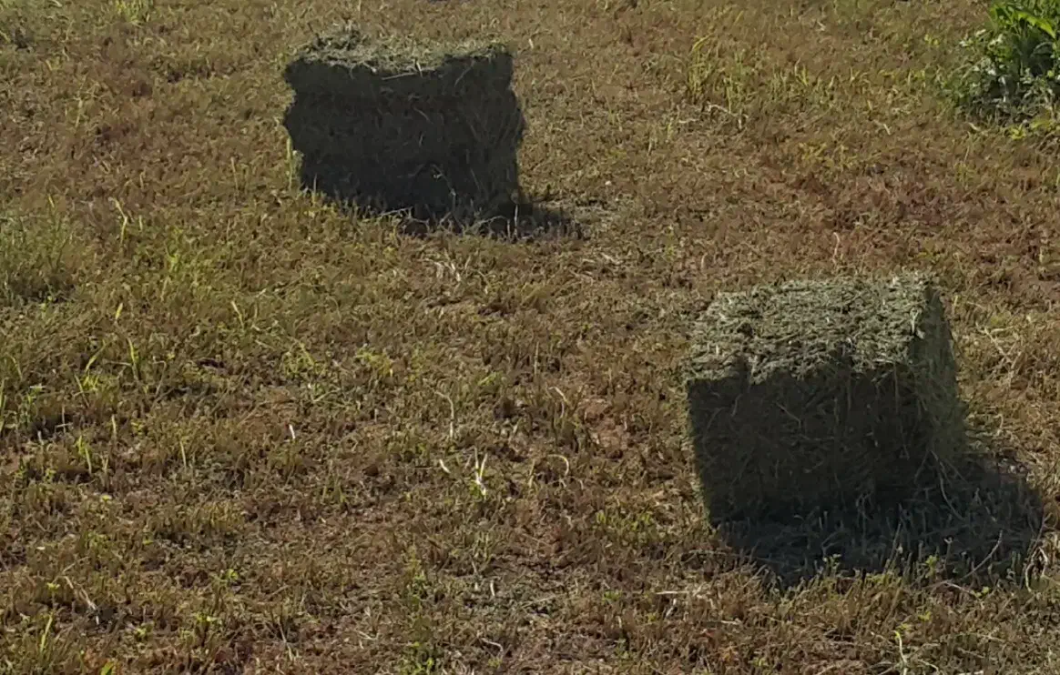 یونجه پرسی|لوازم جانبی حیوانات|نوشین شهر, |دیوار