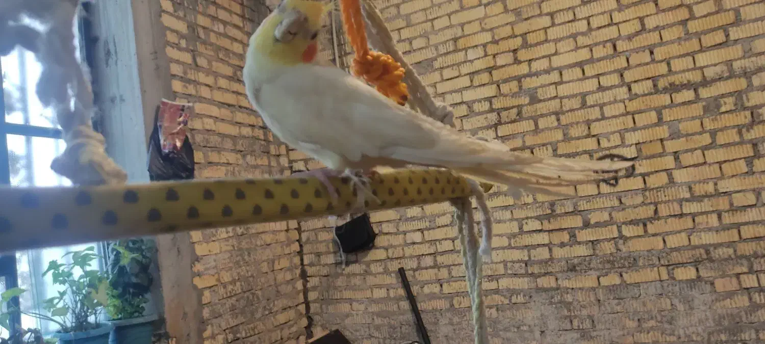 عروس هلندی سخنگو نر|پرنده|سیسخت, |دیوار