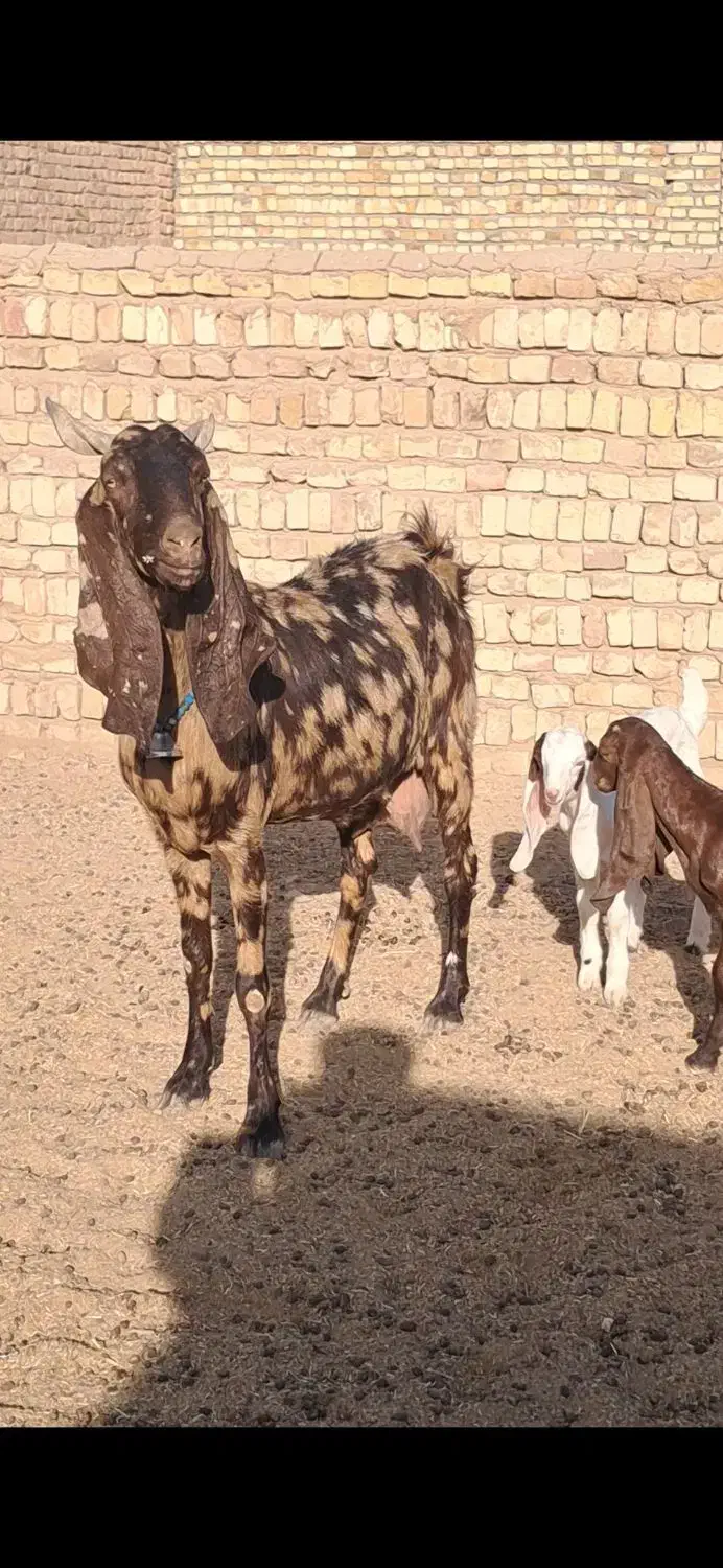 3راس بزغاله ماده گوش بلند|حیوانات مزرعه|ملکآباد, |دیوار