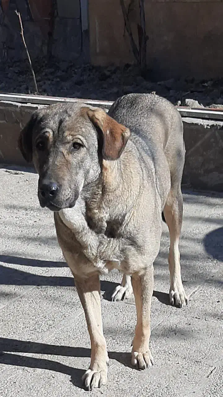 سگ عراقی ماده|سگ|مشکین‌دشت, |دیوار