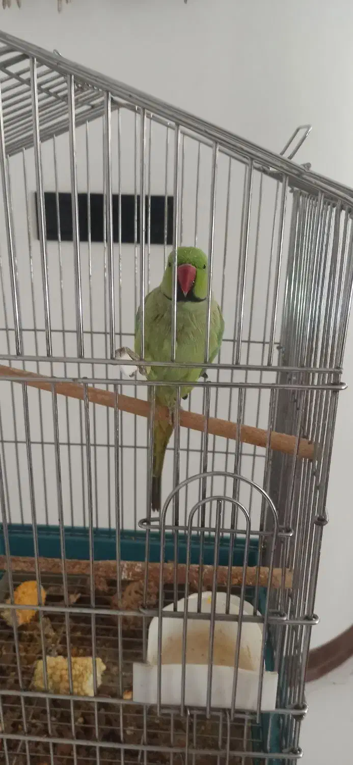 طوطی ملنگو|پرنده|اصفهان, آهنگران|دیوار