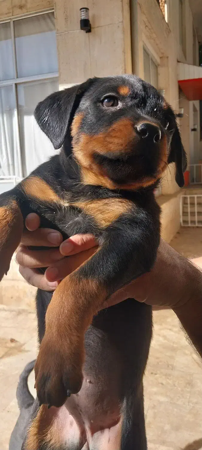 روتوایلراصیل|سگ|اصفهان, لنبان|دیوار