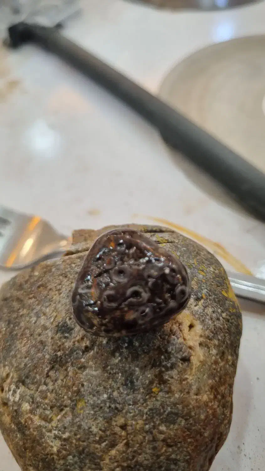 زوعه مار اصل کمیاب|جواهرات|شوش, |دیوار