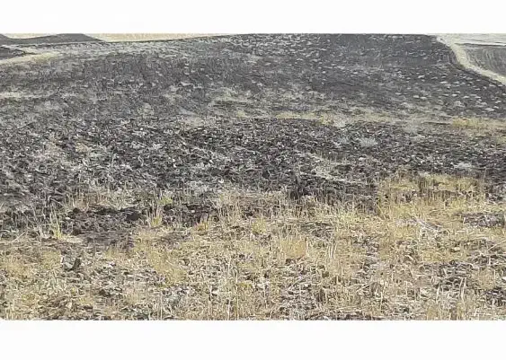 زمین کشاورزی|فروش زمین و ملک کلنگی|کوزران, |دیوار