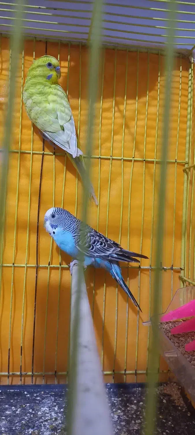 معاوضه مرغ عشق با قفس|پرنده|تربت جام, میان جام|دیوار