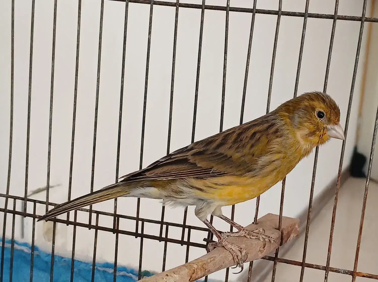 قناری نر سرخ سوخته رنگ طبیعی|پرنده|چهارباغ, |دیوار